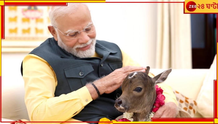 MP Narendra Modi With Calf: প্রধানমন্ত্রীর পরিবারে নতুন অতিথি, নাম রাখলেন &#039;দীপজ্যোতি&#039;