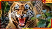 খোলা মাঠে প্রাতঃকৃত্য সারতে গিয়ে বিপদ! খুবলে নিল বাঘ...