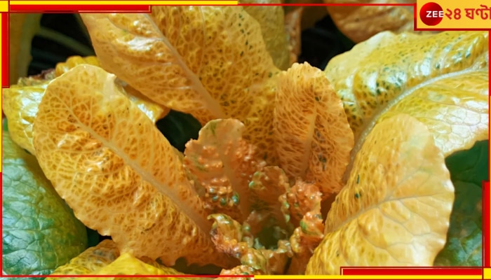 Golden Lettuce: সবুজ লেটুসের গুণ তো জানেন, বিজ্ঞানের নয়া আবিষ্কার সোনালি লেটুস দিতে পারে অমরত্ব! Golden Lettuce: সবুজ লেটুসের গুণ তো জানেন, বিজ্ঞানের নয়া আবিষ্কার সোনালি লেটুস দিতে পারে অমরত্ব!