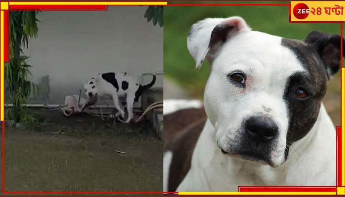 Pit Bull Cobra fight: কিং কোবরার সঙ্গে পিটবুলের তীব্র লড়াই! হিংস্র কুকুরের বীরত্বেই বাঁচল বাড়ির বাচ্চারা...