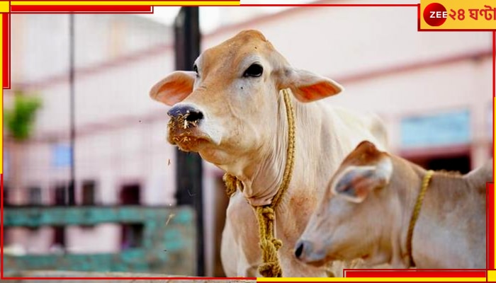 Cow| Maharashtra: বাজার খারাপ, ভোটের মুখে মহারাষ্ট্রের &#039;মা&#039; হলেন গোরু