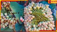 ফুল নেই বৃষ্টিনষ্ট পদ্মবনে, মাথায় হাত চাষিদের! অগ্নিমূল্যেও মিলবে না কমলকলি?