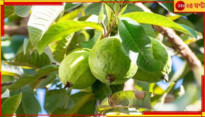 Benefits of guava: দে দে পেয়ার-আ দে... পেয়ারা দে! কারণ...