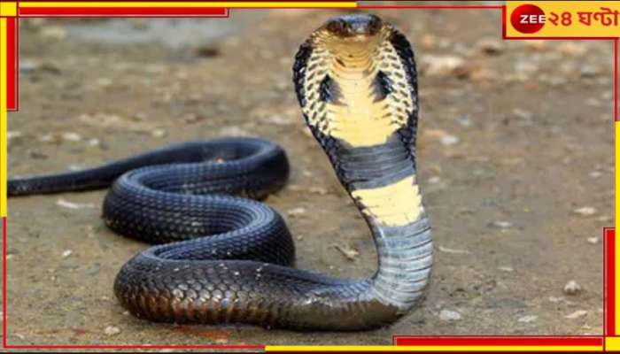 6 Feet Cobra: ৬ ফুটের কেউটের কামড় খেয়েও &#039;তরতাজা&#039;! জ্যান্ত সাপ ধরেই হাসপাতালে এসে হইচই কাণ্ড বৃদ্ধের...