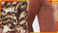 ইয়ার্কি করার শাস্তি! হাত-পা বেঁধে পিঁপড়ের চাকে ফেলে দিল ৫ বছরের শিশুকে... 