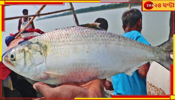 Hilsa Price Drop: ডানার দাপটে পদ্মা থেকে ঝাঁক ঝাঁক ইলিশ ঢুকল গঙ্গায়, একধাক্কায় দাম নামল ৫০ টাকায়...