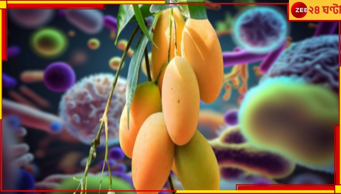 Mango Seed kernel: এবার আমের আঁটিই ধ্বংস করবে ক্ষতিকর ব্যাকটেরিয়া! অ্যান্টিবায়োটিকের জগতে যুগান্তর...