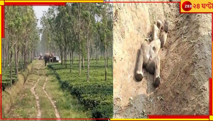 Malbazar: নালায় পড়ে মৃত্যু হস্তিশাবকের! ক্ষিপ্ত মা-হাতি ভাঙচুর করল বন দফতরের গাড়ি...