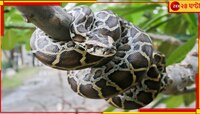 ভয়ংকর! শান্তিতে ধান কাটতে-কাটতে কৃষকেরা দেখলেন জমিতে এক বিশাল অজগর...