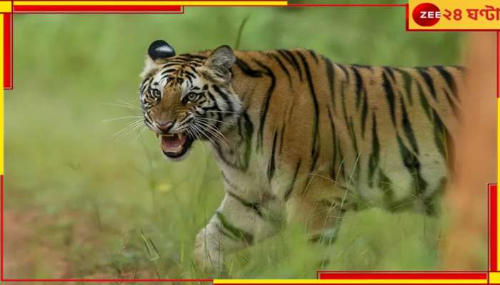 Tiger Census: সুন্দরবনে শুরু হল বাঘশুমারি, ৪৫ দিন ট্র্যাপ ক্যামেরা বসিয়ে চলবে গণনা...