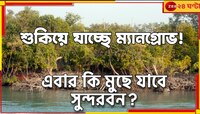 মৃত্যুর মুখে সুন্দরবনের রক্ষাকবচ! শুকিয়ে যাচ্ছে ম্যানগ্রোভ...