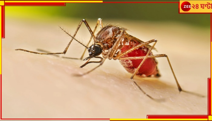 Dengue in West Bengal: ডেঙ্গি আক্রান্ত ২১ হাজার! এই শীতেও কেন মশাবাহিত রোগের এই প্রকোপ?