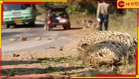 তীব্র গতিতে ছুটে আসা গাড়ির মারণ ধাক্কায় জাতীয় সড়কেই মৃত্যু পূর্ণবয়স্ক চিতাবাঘের...