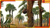 মিঠে নতুন গুড় নিয়ে কারবার, কিন্তু তাঁদের জীবন কেন এত তেতো? প্রশ্ন শিউলিদের...