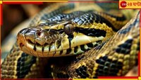 হস্টেলের কাছে উদ্ধার ১০০ কেজির পাইথন! যা দেখলে রাতের ঘুম যাবে উড়ে, আতঙ্কে...