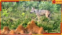ভয়ংকর! হিংস্র হেরোলের আক্রমণে আক্রান্ত ১৫, ভয়ে পিটিয়ে মারল...