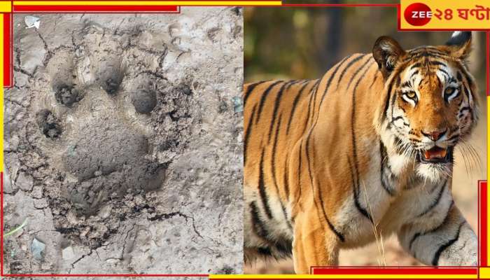 Purulia Tiger: বান্দোয়ানের বাঘিনীকে লক্ষ্য করে চলল গুলি! লেগেছে কি না জানে না বন দফতর...