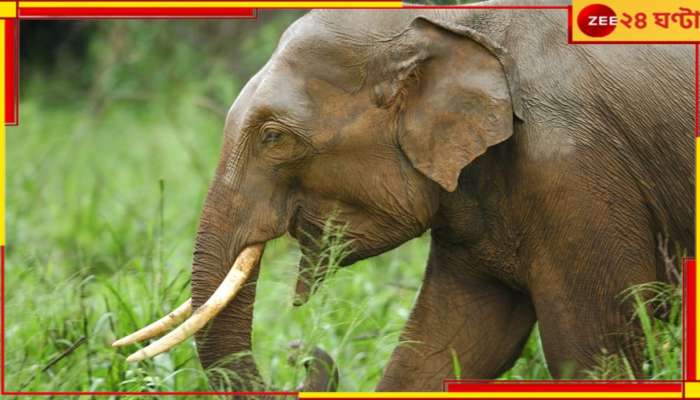 Elephant Attack: বাঘের পর হাতি! একের পর এক দোকানে হামলা চালাল, ক্ষতিগ্রস্ত অফিসও...  