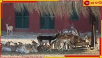 সাফারি পার্কে চিতাবাঘ খেল হরিণকে, আতঙ্কে মৃত্যু আরও ৭ কৃষ্ণসারের...