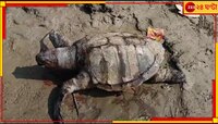  রূপনারায়ণের তীর থেকে উদ্ধার বিরল প্রজাতির সামুদ্রিক কচ্ছপ! হইচই বাগনানে
