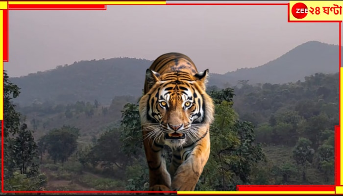 Tiger in Dalma | Tiger in Purulia: যাচ্ছেই না বাঘ-আতঙ্ক! কোথাও পায়ের ছাপ, কোথাও রক্তাক্ত শিকার! রয়্যাল বেঙ্গল টাইগার এবার দলমার জঙ্গলে...