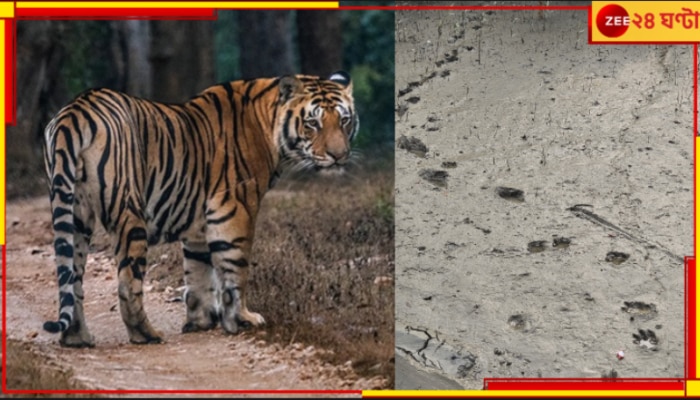 Tiger in Dalma | Tiger in Purulia: বাংলার পিছু ছাড়ছে না বাঘ-আতঙ্ক! সাময়িক স্বস্তিতে কুলতলি, ভয়ে দলমা...