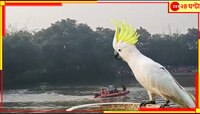 কাকাতুয়াকে বাঁচাতে গিয়ে এমন ভয়ংকর পরিণতি? শোকস্তব্ধ গোটা গ্রাম, কান্নায় ভেঙে পড়েছে