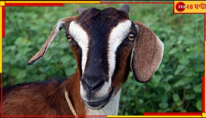 Men Turns into Goat: 'জাদুবলে মহিলারা পুরুষদের ছাগল বানিয়ে দেয়'! ইউটিউবারের বিস্ফোরক দাবিতে তোলপাড়...