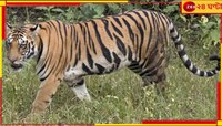 জিনাতের পর ফের বাঘের আতঙ্কে কাঁপছে বান্দোয়ান, মিলল পায়ের ছাপ...