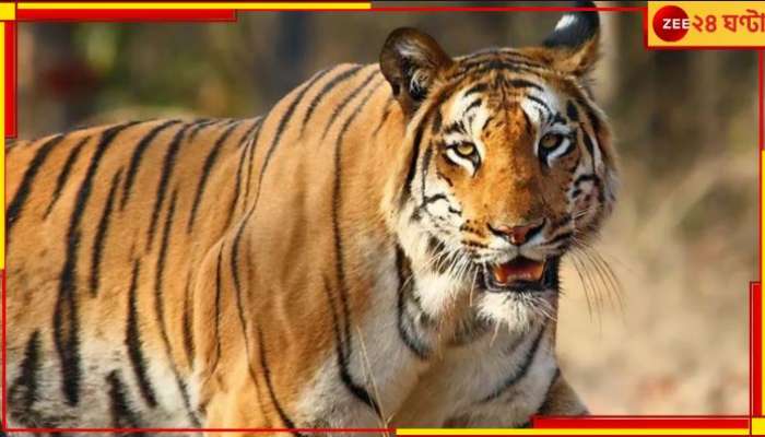 Tiger In Purulia: বাঘকে বাগে আনতে বজ্রআঁটুনি! আতঙ্কে দিন কাটছে পুরুলিয়াবাসীর...