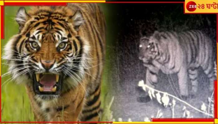 Tiger In Purulia: অবশেষে ট্র্যাপ ক্যামেরায় দেখা দিল বাঘ! পুরুলিয়ায় জারি লাল সতর্কতা...