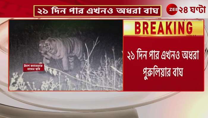 After 21 days the Purulia tiger without radio collar has not yet come to the park