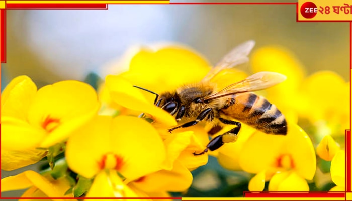 Apiculture: হু হু করে কমছে মৌমাছির সংখ্যা, ফুলেই লুকিয়ে ঘাতক বিষ!