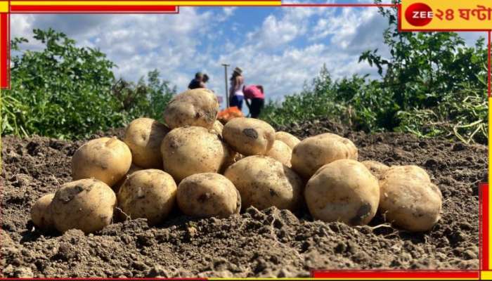 Potato Price: ৪০-এ হেঁসেল গরম, শীত শেষে আলুর দাম কমে মাত্র ২০!  