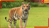 বাতের ব্যথায় 'অব্যর্থ ওষুধ' বাঘের মূত্র! চিড়িয়াখানায় রমরমিয়ে চলছে বিক্রি.