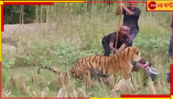 Tiger Attack: বনকর্মীর উপর ঝাঁপিয়ে পড়েই মাথা কামড়ে ধরল রয়্যাল বেঙ্গল! চলল বাঘে-মানুষে তুমুল লড়াই...