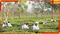 চা-শিল্পের ভবিষ্যৎ কি অন্ধকারে? কেন চা-শিল্প নিয়ে এত চিন্তিত চা-বাগান মালিক সংগঠন?