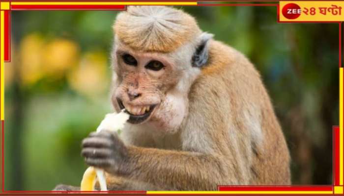 Monkey | Sri Lanka: সেই হনুমানই ফের মুখ পোড়াল লঙ্কার! বদবুদ্ধিতে এক নিমেষেই অন্ধকারে গোটা দেশ...