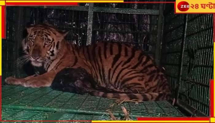 Royal Bengal Tiger of Kultali: বনকর্মীর মাথায় কামড় দেওয়া বাঘ মামা জালে! ভোররাতের অপারেশান ছাগল টোপেই খাঁচাবন্দি...