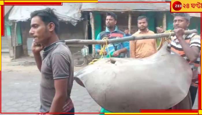 Rare Giant Fish: জল থেকে উঠে এল ৭৫ কেজির বিরল দৈত্যাকৃতি....! বিক্রি হল ৩০ হাজারে!