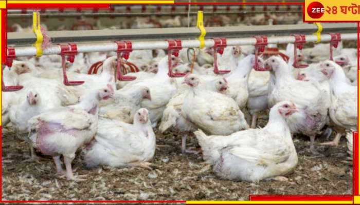 H5 Bird Flu: অজানা ভয়ংকর ভাইরাসে আক্রান্ত মুরগি! হাজার হাজার মৃত্যু, উদ্বেগে সরকার...