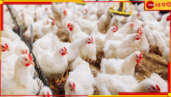 Deaths of Chickens: 'অজানা রোগে' মৃত্যু শ'য়ে শ'য়ে মুরগির! চিকেনের মৃত্যু নিয়ে অন্ধকারেই ক্ষতিগ্রস্ত খামারিরা...