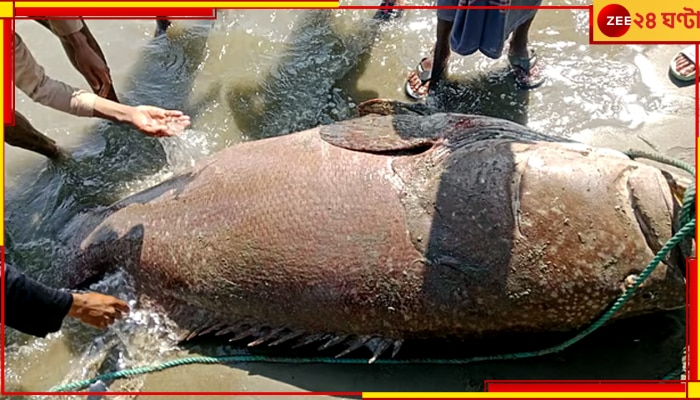 Bhola Fish: মত্সজীবীদের জালে উঠল দৈত্যাকার ভোলা, ওজন কত জানেন? দাম শুনলে ভিড়মি খাবেন