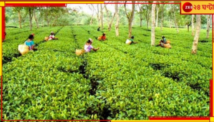 Tea Production: ‘চা’ এর উৎপাদন কমছে! দেখা দিতে পারে চা-এর আকাল...