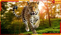 মালবাজারের চা বাগানে ফের চিতাবাঘের হানা! আক্রান্ত ২...