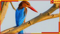 শীর্ষে বাংলা! দেশের ১০৬৮ পাখির মধ্যে শুধু পশ্চিমবঙ্গেরই ৫৪৩! উল্লসিত পক্ষীপ্রেম