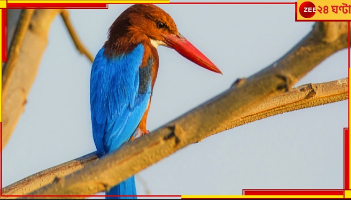 Great Backyard Bird Count: শীর্ষে বাংলা! সারা দেশের ১০৬৮ পাখির মধ্যে শুধু পশ্চিমবঙ্গেরই ৫৪৩! উল্লসিত পক্ষীপ্রেমীরা...