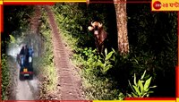 রাস্তা আগলে বাইসন, সামনাসামনি চিতাবাঘ, গরুমারার মেদলায় পরতে পরতে রোমাঞ্চ....