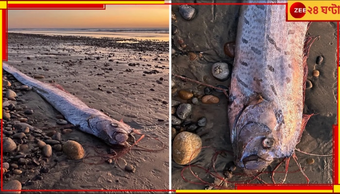 Mysterious Deep-Sea Doomsday Fish: সৈকতে উঠে এল ভয়ানক মাছ! এই সমুদ্রদানবকে দেখা গেলেই প্রলয় আসে পৃথিবীতে...