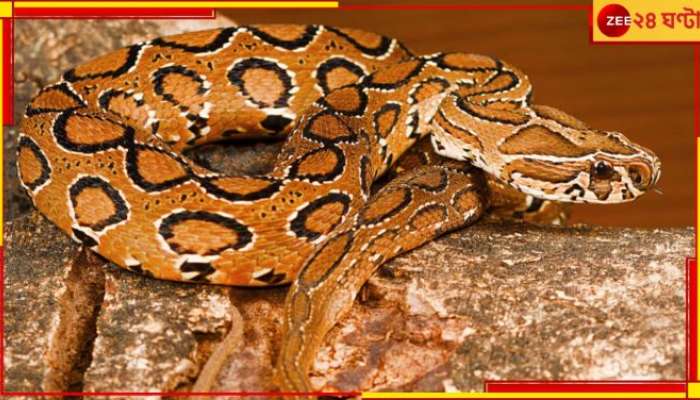 Russell's Viper: পুলিস হেড কোয়ার্টারই আঁতুড়ঘর! চন্দননগরে কিলবিল করছে রাসেলস ভাইপার...